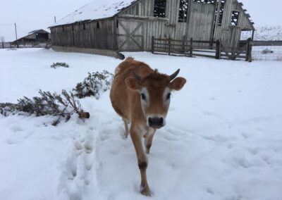 Member Spotlight: Happy Pastures and The Council On Aging & Human Services