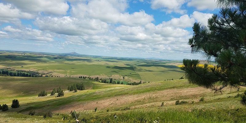 Green, rolling hills with a blue sky and white, fluffy clouds