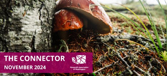 The Connector | November 2024
